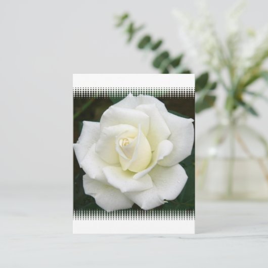 Roos Betekenis Briefkaart (Staand voorkant)