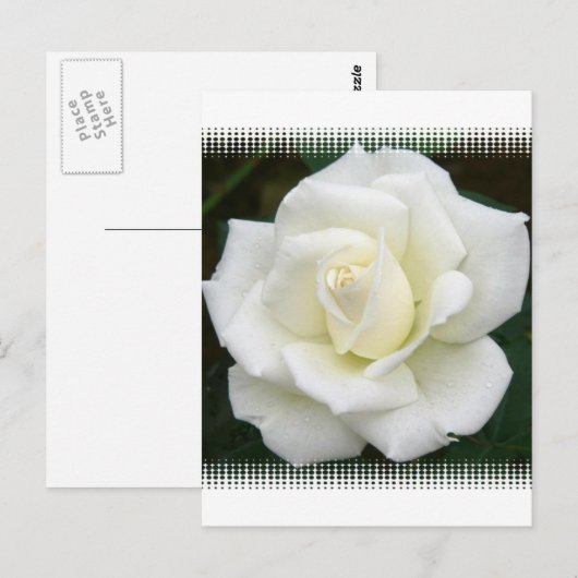 Roos Betekenis Briefkaart (Voorkant / Achterkant)