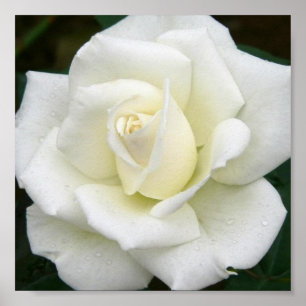 Roos Betekenis Poster afdrukken