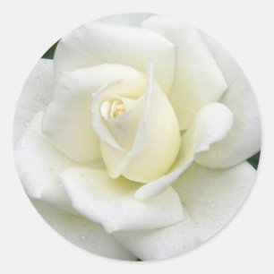 Roos Betekenis Sticker