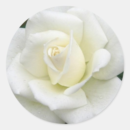 Roos Betekenis Sticker (Voorkant)