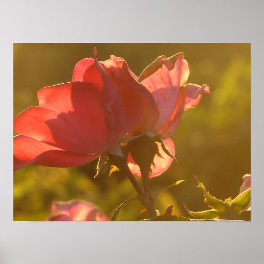 Roos bij zonsondergang poster (Voorkant)