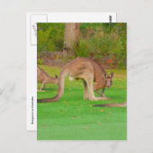 roos blik briefkaart (Voorkant / Achterkant)