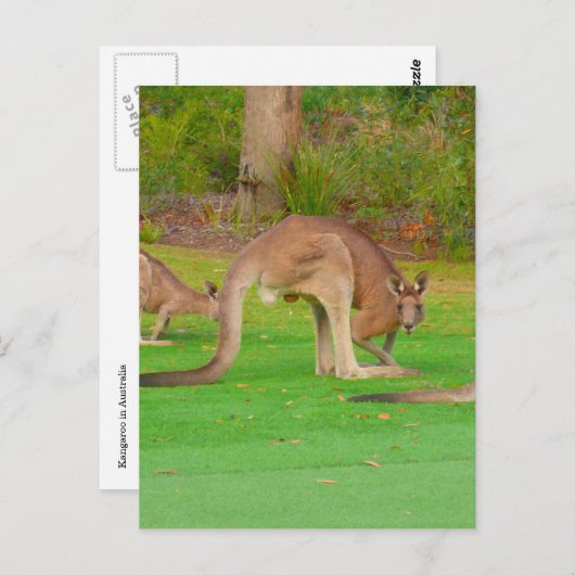 roos blik briefkaart (Voorkant / Achterkant)