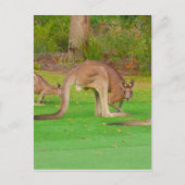 roos blik briefkaart (Voorkant)