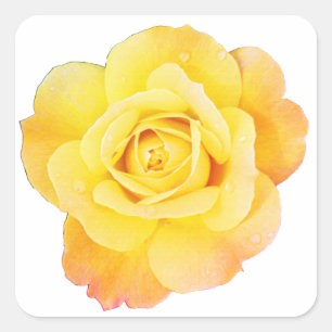Roos Bloem Bloemrijk Oranje Geel Pasen Lente Vierkante Sticker