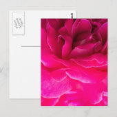 Roos bloem briefkaart (Voorkant / Achterkant)