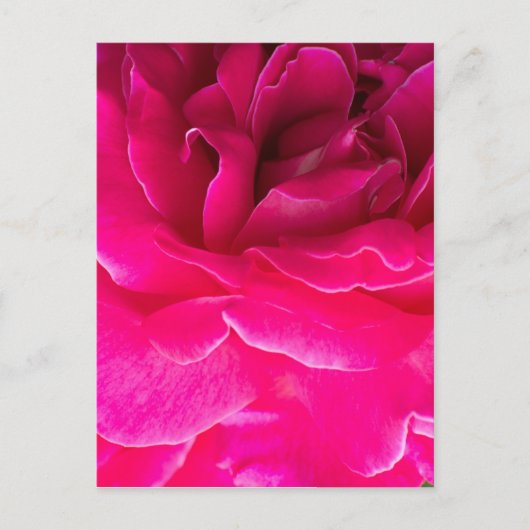 Roos bloem briefkaart (Voorkant)