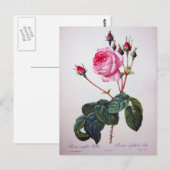 Roos bloem, Pierre Joseph Redouté Briefkaart (Voorkant / Achterkant)