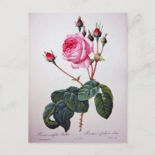 Roos bloem, Pierre Joseph Redouté Briefkaart