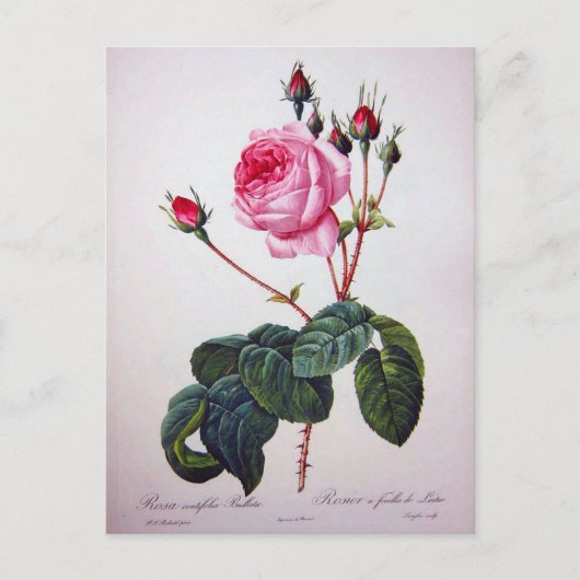 Roos bloem, Pierre Joseph Redouté Briefkaart (Voorkant)