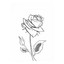  Roos Bloem Tekening Poster