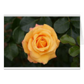 roos bloemen bloem liefde meisje (Voorkant Horizontaal)