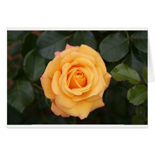 roos bloemen bloem liefde meisje (Voorkant Horizontaal)