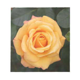 roos bloemen bloem liefde meisje notitieblok
