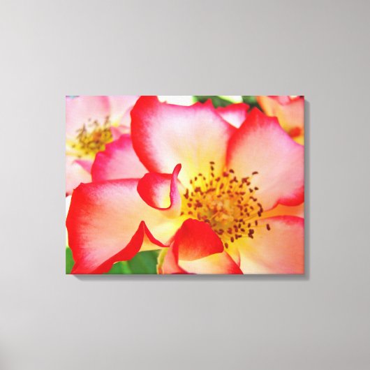 Roos bloementuin canvas fotografieprints afdruk (Voorkant)