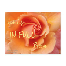 Roos bloesem / Abrikozenklep / Sluiten foto