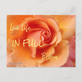 Roos bloesem / Abrikozenklep / Sluiten foto Briefkaart