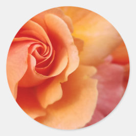 Roos bloesem / Abrikozenklep / Sluiten foto Ronde Sticker