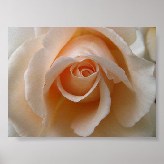 Roos bloesem sluiten poster (Voorkant)