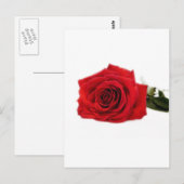 Roos Bloesems Destiny Vrede Liefde Briefkaart (Voorkant / Achterkant)
