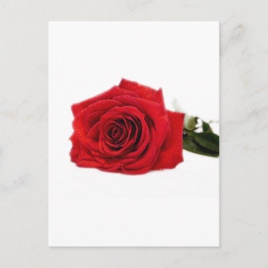 Roos Bloesems Destiny Vrede Liefde Briefkaart (Voorkant)