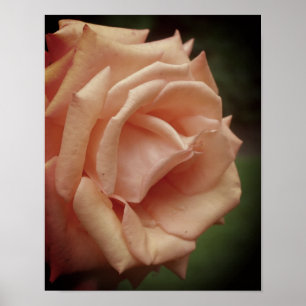 Roos Blooming Peach Poster