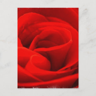 Roos Blossom Briefkaart