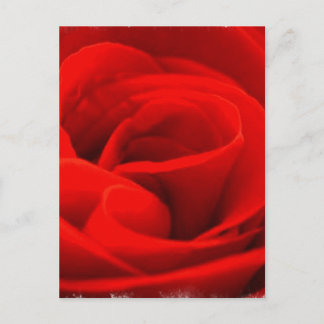 Roos Blossom Briefkaart