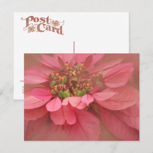 Roos Blush Poinsettias Digital Art Briefkaart (Voorkant / Achterkant)