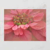 Roos Blush Poinsettias Digital Art Briefkaart (Voorkant)