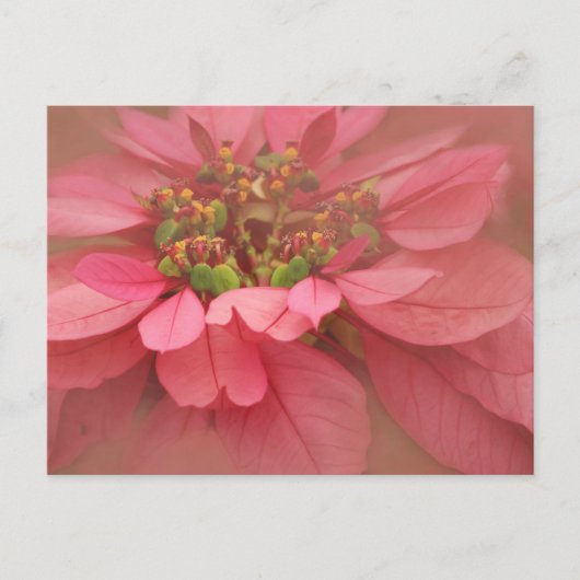 Roos Blush Poinsettias Digital Art Briefkaart (Voorkant)