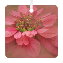 Roos Blush Poinsettias Digital Art Metal Ornament