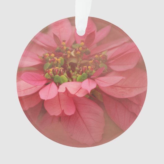 Roos Blush Poinsettias Digital Art Ornament (voorkant)