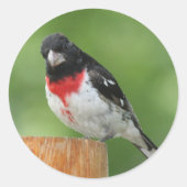 Roos-borst Grosbeak Stickers (Voorkant)