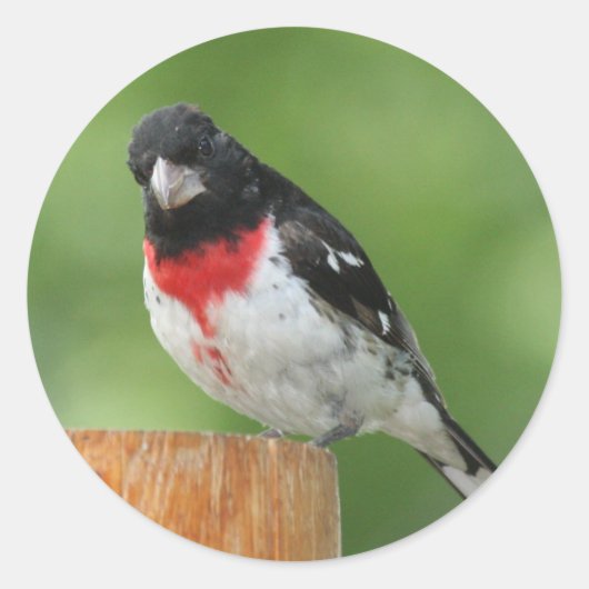 Roos-borst Grosbeak Stickers (Voorkant)
