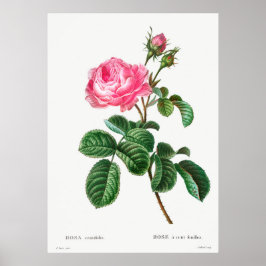 Roos Botanisch Poster