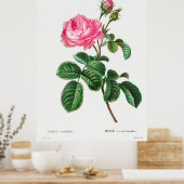 Roos Botanisch Poster (Keuken)