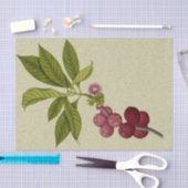 Roos - botanisch weefselpapier tissuepapier (Craft)