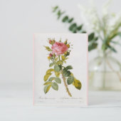 Roos Botanische afdruk Rosa Bifera van Redoute Briefkaart (Staand voorkant)