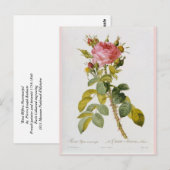 Roos Botanische afdruk Rosa Bifera van Redoute Briefkaart (Voorkant / Achterkant)