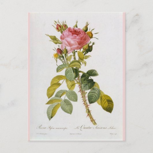 Roos Botanische afdruk Rosa Bifera van Redoute Briefkaart (Voorkant)