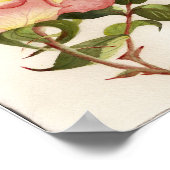 Roos, botanische waterverf van Pinl en Pach Poster (Hoek)