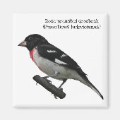 Roos-Breasted Grosbeak Magneet (Voorkant)