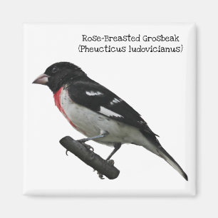 Roos-Breasted Grosbeak Magneet