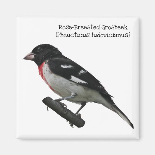 Roos-Breasted Grosbeak Magneet (Voorkant)