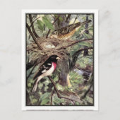 Roos-Breasted Grosbeak - Robert Bruce Horsfall Briefkaart (Voorkant)