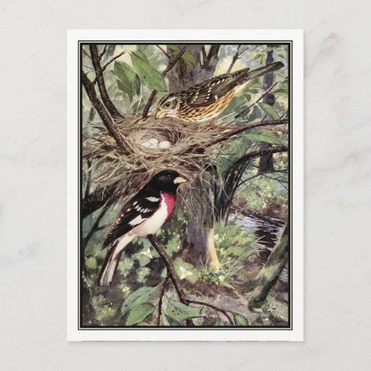 Roos-Breasted Grosbeak - Robert Bruce Horsfall Briefkaart (Voorkant)