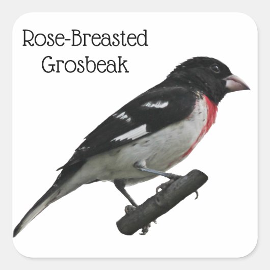 Roos-Breasted Grosbeak Vierkante Sticker (Voorkant)