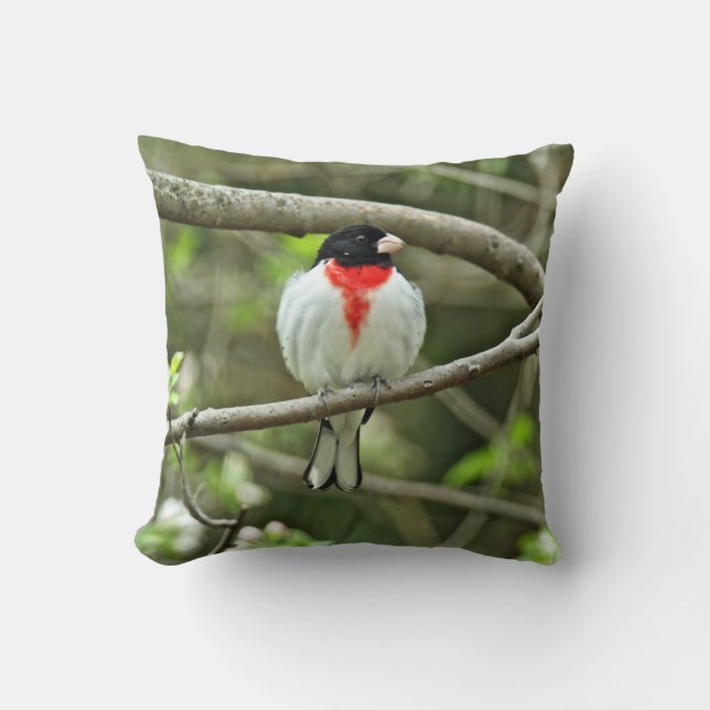 Roos-Breedte Grosbeak - Pheucticus ludovicianus Kussen (Voorkant)